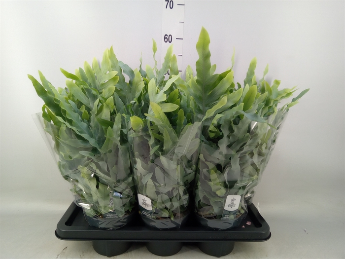 <h4>Phlebodium aureum 'Blue Star'</h4>