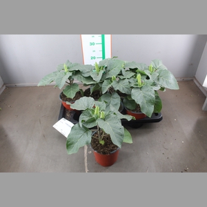 DATURA