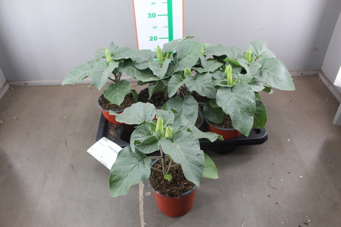 DATURA