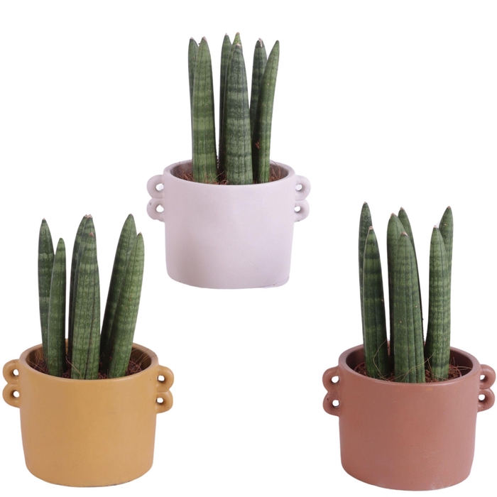 <h4>Sansevieria Cylindrica Straight 7 Leaf in Ø13cm Ceramic EV562</h4>
