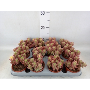 Sedum rubrotinctum 'Aurora'
