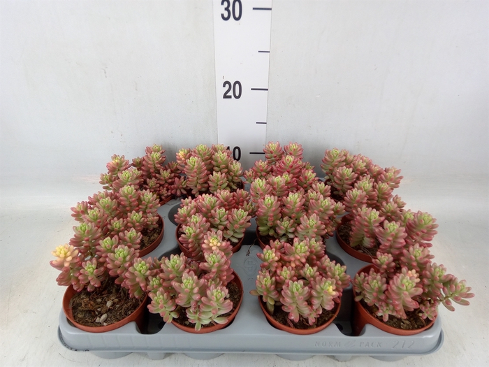 <h4>Sedum rubrotinctum 'Aurora'</h4>