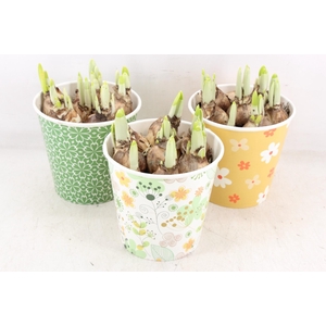 arr4 Narcis RN - Cup Spring Serenity