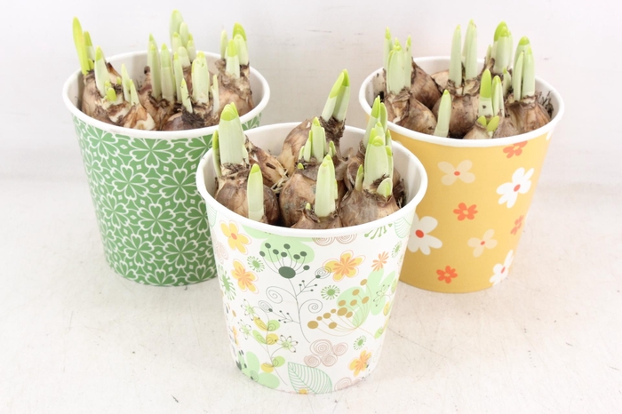 <h4>arr4 Narcis RN - Cup Spring Serenity</h4>