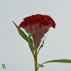 Celosia Cristata Orange