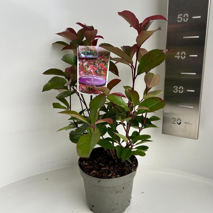 <h4>Photinia fraseri 'Red Robin'</h4>