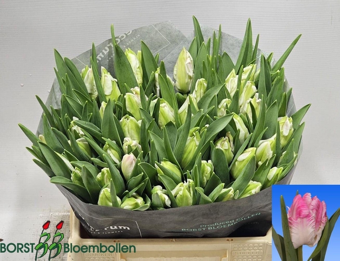 <h4>TU PA CABANNA</h4>