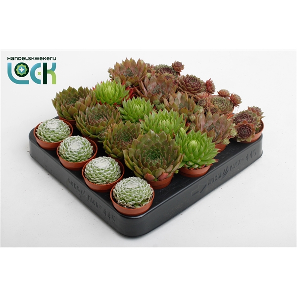 <h4>Sempervivum Mix</h4>