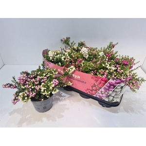 Gaultheria mucronata DUO