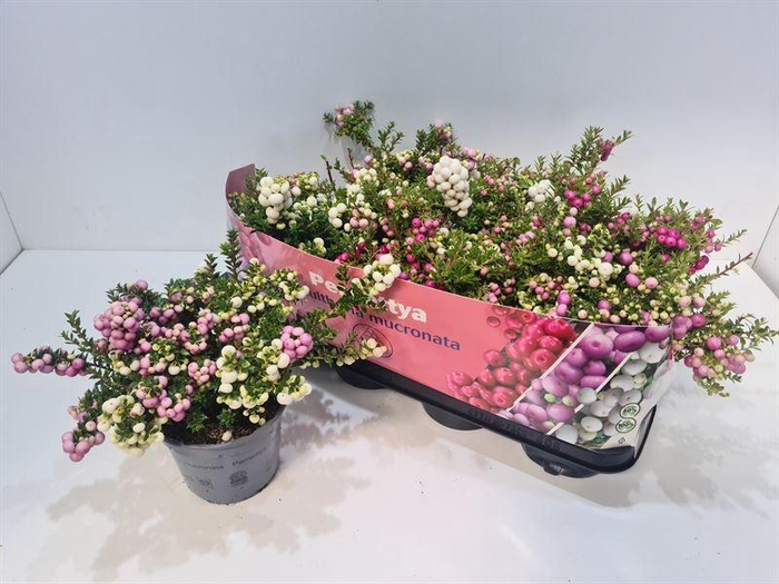 <h4>Gaultheria mucronata DUO</h4>