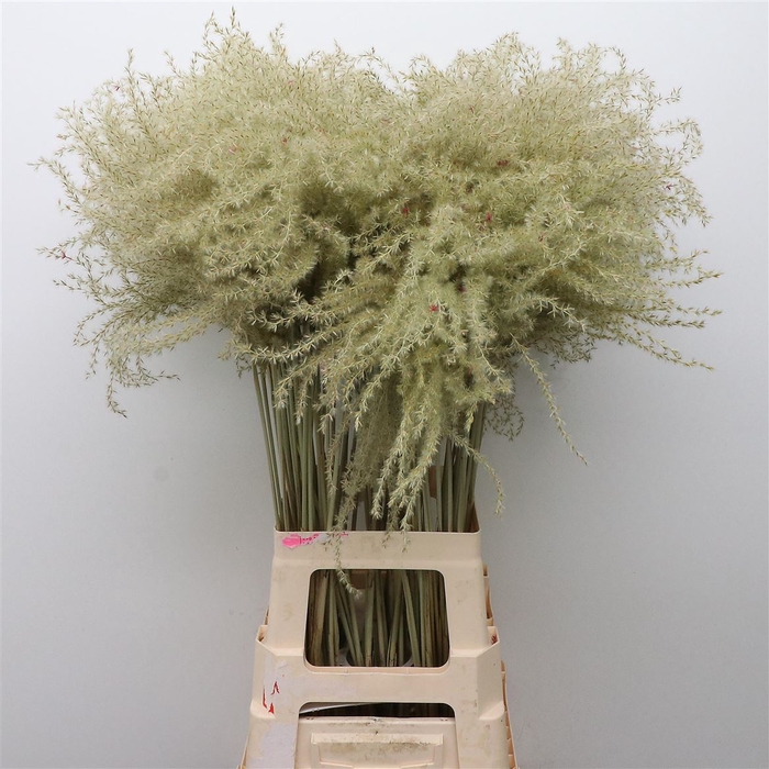 <h4>Dried Stipa Feather Mint Groen</h4>