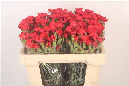 <h4>Di Symply Love Red</h4>