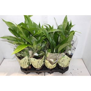 SPATHIPHYLLUM COM FLOR P15