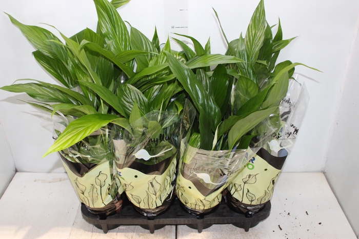 <h4>SPATHIPHYLLUM COM FLOR P15</h4>