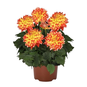 Dahlia (Miscellaneous Grp) Hypnotica Candy Corn