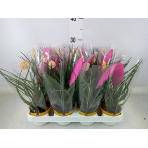 Tillandsia cyanea 'Vincent'