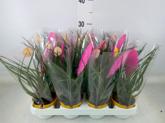 <h4>Tillandsia cyanea 'Vincent'</h4>