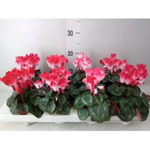 Cyclamen MD 'Indiaka'