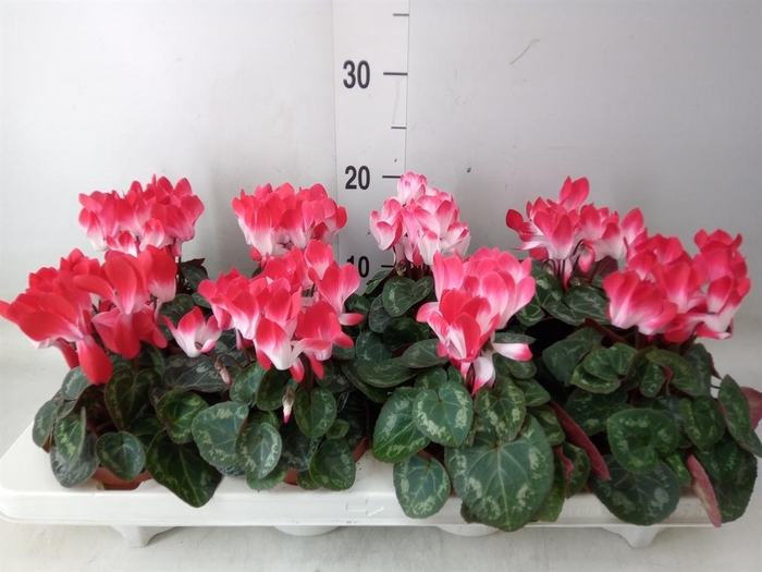 <h4>Cyclamen MD 'Indiaka'</h4>
