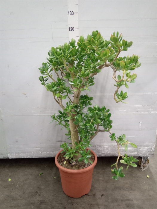 <h4>Crassula ovata</h4>