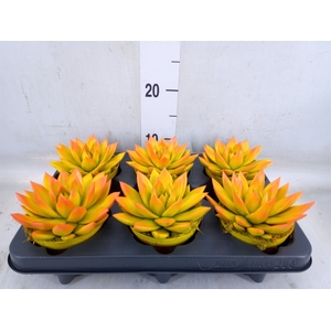 Echeveria  'Miranda'