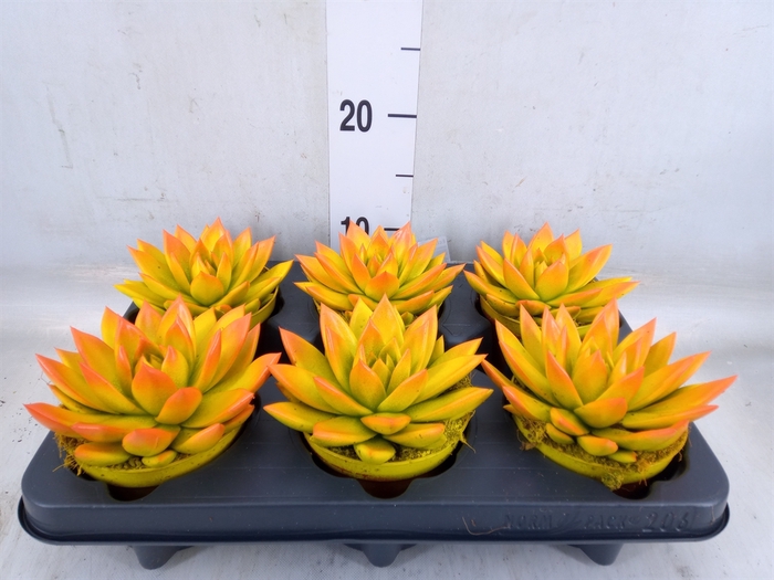 <h4>Echeveria  'Miranda'</h4>