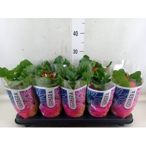 Gerbera  'Colourgame'   ...mix