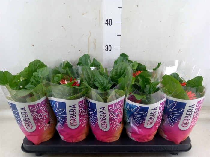<h4>Gerbera  'Colourgame'   ...mix</h4>