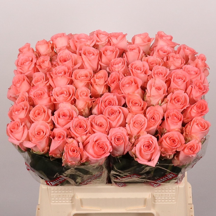 <h4>R GR UNICORN</h4>