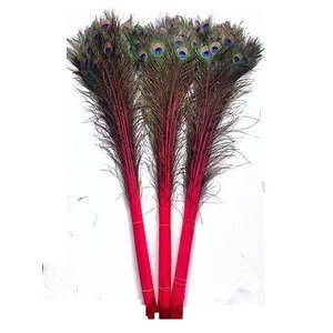 Feather Peacock L90-100 Naturel Cerise