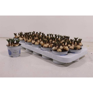 Muscari Armeniacum 9Ø 12cm