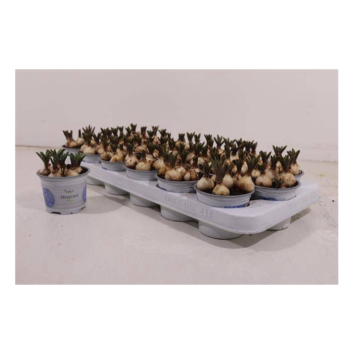 <h4>Muscari Armeniacum 9Ø 13cm</h4>
