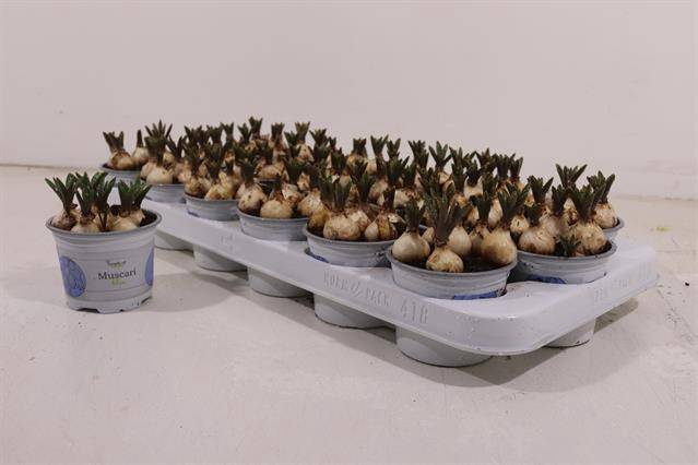 Muscari Armeniacum 9Ø 12cm