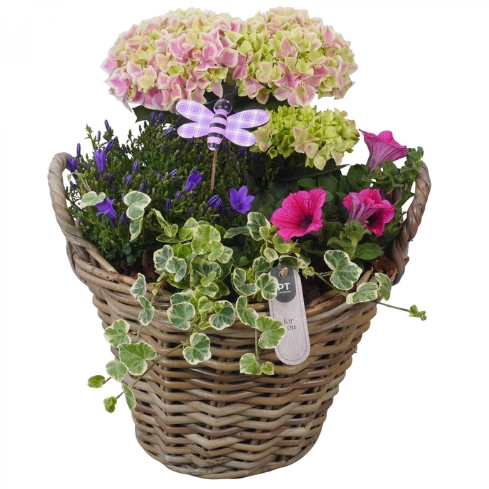 <h4>PTPP7028 Arrangement Patio in rieten mand</h4>