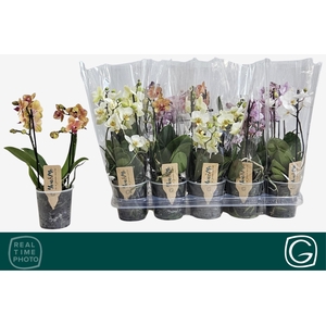 PHAL MF GEM 4 KL
