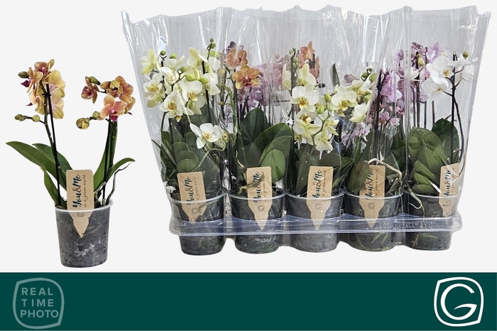 <h4>PHAL MF GEM 4 KL</h4>