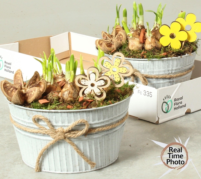 <h4>ARR NARCISSUS</h4>