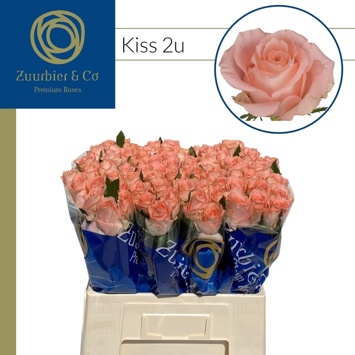 <h4>R GR Kiss 60</h4>