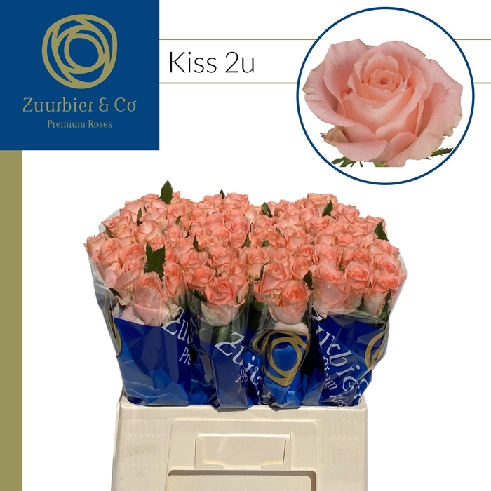 <h4>R GR Kiss 60</h4>