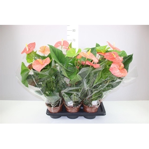 Anth An Prince Of Orange A2