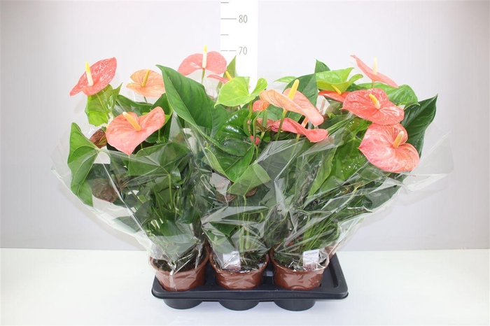 <h4>Anth An Prince Of Orange</h4>