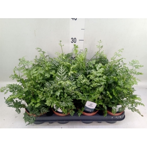 Pteris ensiformis 'Evergemiensis'