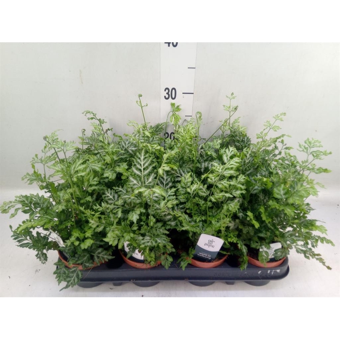 <h4>Pteris ensiformis 'Evergemiensis'</h4>