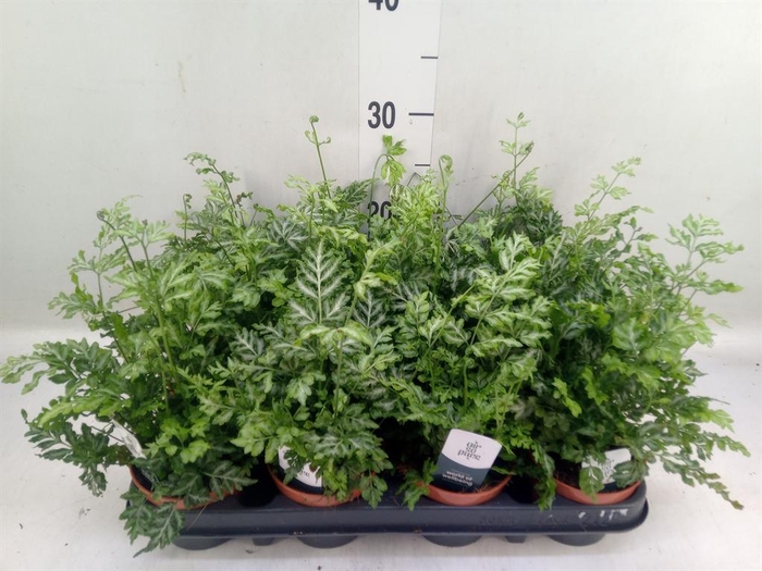 Pteris ensiformis 'Evergemiensis'