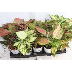 AGLAONEMA VARIADA P12 PREMIUM