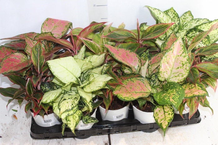 <h4>AGLAONEMA VARIADA P12 PREMIUM</h4>