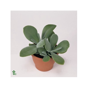 KALANCHOE THYRSIFL