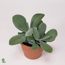 KALANCHOE THYRSIFL