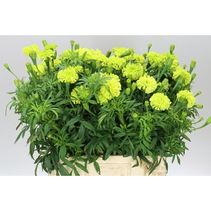 Tagetes E Nosento Limegreen