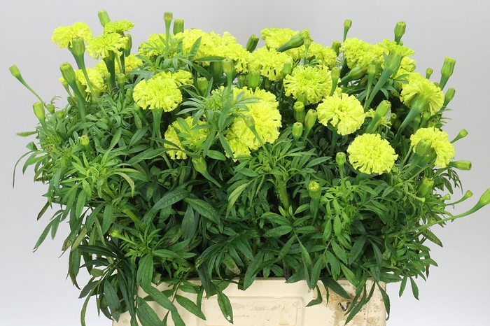 <h4>Tagetes E Nosento Limegreen</h4>